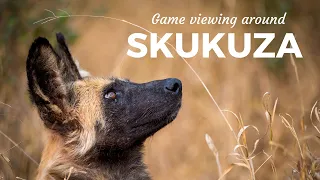 GAME VIEWING around SKUKUZA in the Kruger National Park, South Africa