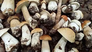 Ще таких пару Місць і КІЛОГРАМІВ 150 точно буде...mushrooms