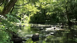 Який вигляд мають мальовничі, але засмічені береги Кам’янки, яка протікає через Житомир