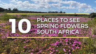 Flower Season - Top 10 Places to See the Spring Flowers in South Africa 🌸🌼