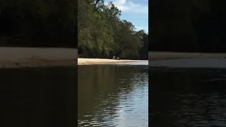 Deer Crossing the Leaf River - South Mississippi