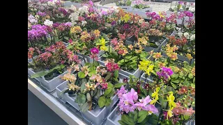 Орхідеї в квітковому гаражі