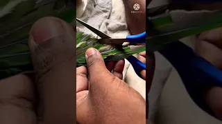 How to cut Parrot 🦜 Wings