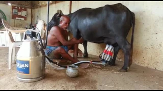 Buffalo Milking Machine