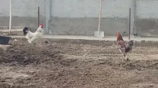 Адлер тооктор 🤣🤣 жайдары корозду кошпойт экен🐓🐓