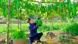 Harvesting BITTER GOURD Garden Goes To Market Sell - Stir-fry Bitter Melon With Eggs | Tieu Lien