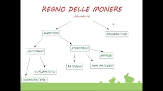 La TASSONOMIA e la classificazione di Carl Von De Linnè, i cinque regni: monere, protisti - Lez. 1