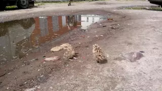 Птенцы чаек в Банковском переулке