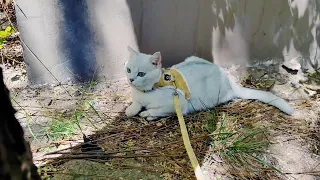 I take my cat for a walk outdoors. It’s so cute and everyone likes it.