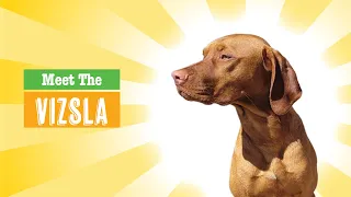 Vizsla Dog Breed 101