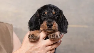 Dachshund wire-haired miniature (Такса ж/ш мини), Святогор(8 weeks old)