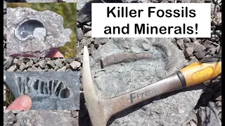 Finding Killer Fossils, Chalcedony, Quartz, And More! Ontario Rockhounding, Fossil Hunting