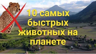 10 самых быстрых животных на планете.