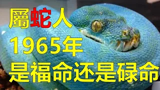 2024生肖運勢，十二生肖（1965年出生：屬蛇人的一生，是福命還是碌命？出生在蛇年的人，五行為火而性子剛烈，異常執著。一生擅長聚財，雖然福氣平平，可卻能很順利的避免禍事，人生逢凶化吉，可以越來越好命