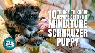 Miniature Schnauzer Puppies | Things to Know about Before Getting A Miniature Schnauzer Puppy