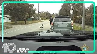 Florida deputy fends off turkeys during a routine traffic stop