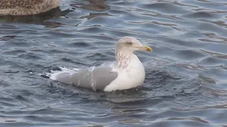 Чайка купается в мороз