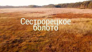 Экотропа «Сестрорецкое болото». Бюджетный отдых в получасе езды от Петербурга