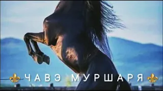 ⚜ЧАВЭ МУРШАРЯ⚜