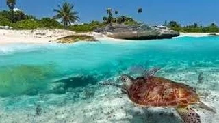 Nat Geo Wild Islands Fiji HD Nature History Documentary