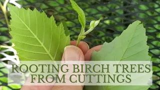How to Propagate Birch Trees through Cuttings (Rooting Birch Trees)
