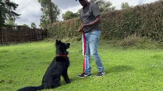 Dogs can learn any langauge