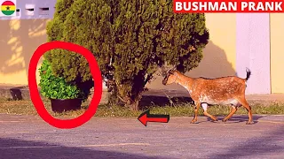 😂😂😂 GOAT ALMOST EATS BUSHMAN! Hilarious Bushman Prank #66 Laugh Nonstop!