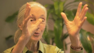 "Guardians of Gombe" In conversation with Dr. Jane Goodall