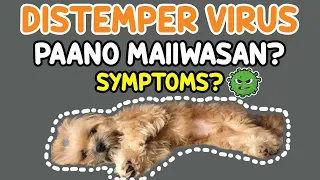 PAANO MAIIWASAN ANG DISTEMPER VIRUS | ANO ANG GAMOT SA DISTEMPER | SYMPTOMS OF CANINE VIRUS SA ASO