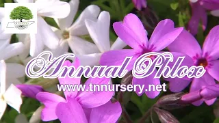 ANNUAL PHLOX- TN Nursery