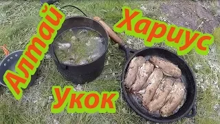 Готовим блюда из Хариуса на плоскогорье Укок в Горном Алтае