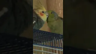 Cute bird friends end up fighting.  Cockatiel & parrotlet.