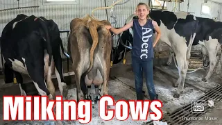 Milking Cows On A Small Family Farm In The Summer