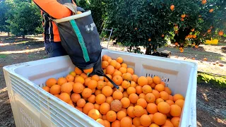 FARMWORK AUSTRALIA 2021 🍊ORANGE🍊  . Modern farm , Awesome AMAZING