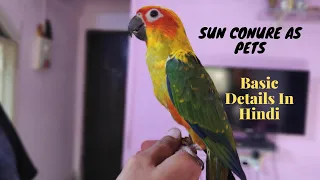 Sun Conure As Pets || @saarimsbirdzotic806 || Basic Details In Hindi ||
