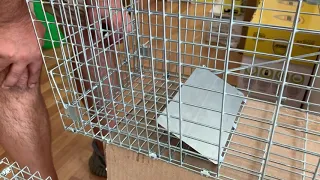 Pestrol Possum Trap Live Catch Humane Animal Trap - Be aware when making a purchase.