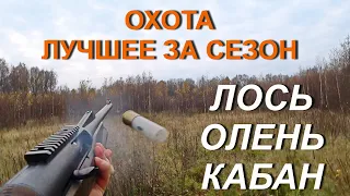 Охота на лося, оленя и кабана. Не вошедшее и лучшее за сезон.