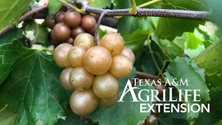 Growing Muscadine Grapes in Texas