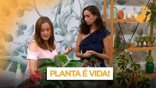 Criando plantas dentro de casa | Sala de Estar