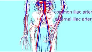 PATHWAY OF BLOOD FLOW TO THE FOOT