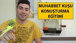 Muhabbet Kuşu Nasıl Konuşturulur