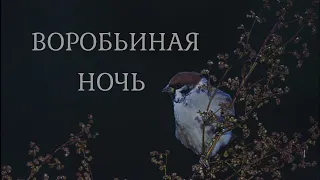 Воробьиная ночь/Рябиновая ночь