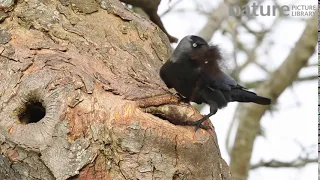 Jackdaw taking a bundle of wool into a nest hole in tree