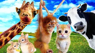 10 Minutes Funny moments with farm animals:Dairy cow, Chicken, Pig, Ladybug, ... - Animal Sounds