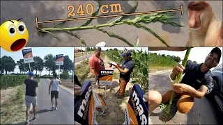 Kukurydza 2,4 m ✔ Oznaczanie Poletek Pokazowych & "Gdzie jest DESZCZ" !!! [Maisadour] Vlog GoPro