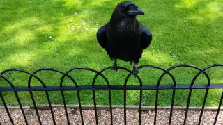Raven Making Weird Sound. Tower of London.