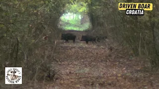Traditional European Driven Wild Boar Hunt in Croatia