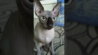 Canadian sphynx Cat gray Sphynx cat