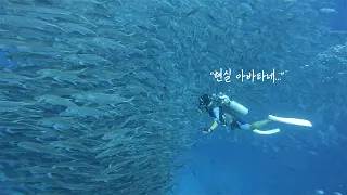 Avatar's Reality Version | Swimming with Thousands of Fish | Philippines Bohol Diving Tour