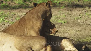 Lioness resting with cubs in the dirt; one cub licks the Lioness on the ear and cuddles with anot...